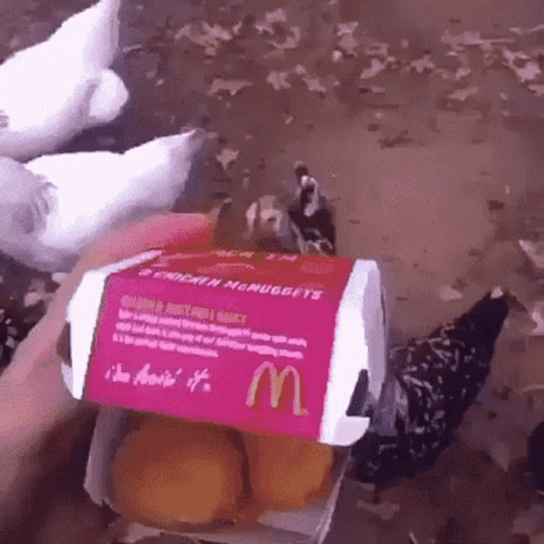 Chickens Eating Chicken Nugget GIF