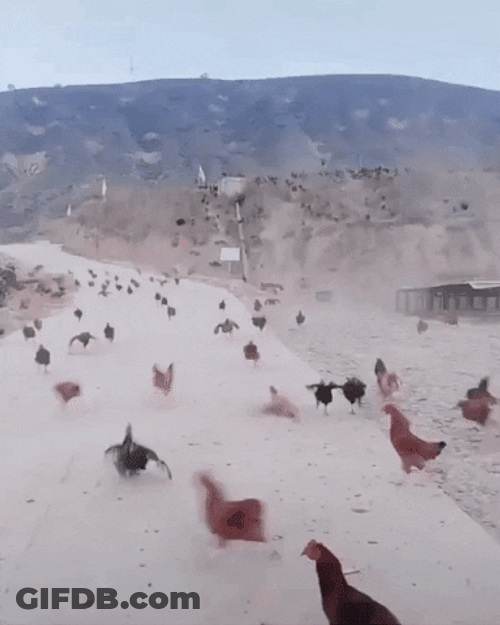 Chickens Running Meme GIF