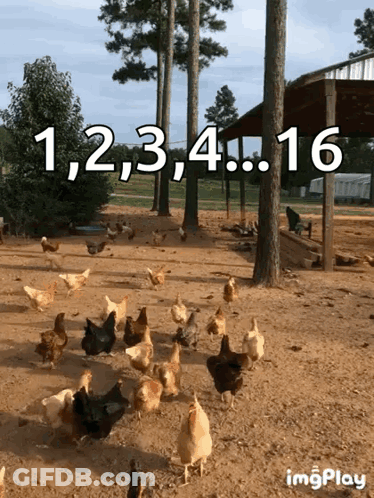 Chickens Walking In Dirt Field With Numbers GIF