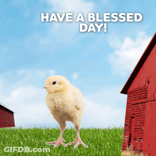 Chicks In A Farm Have A Blessed Day GIF