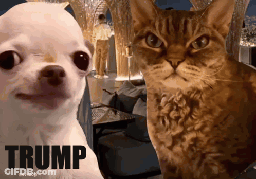 Chihuahua And Cat Standing With Trump GIF