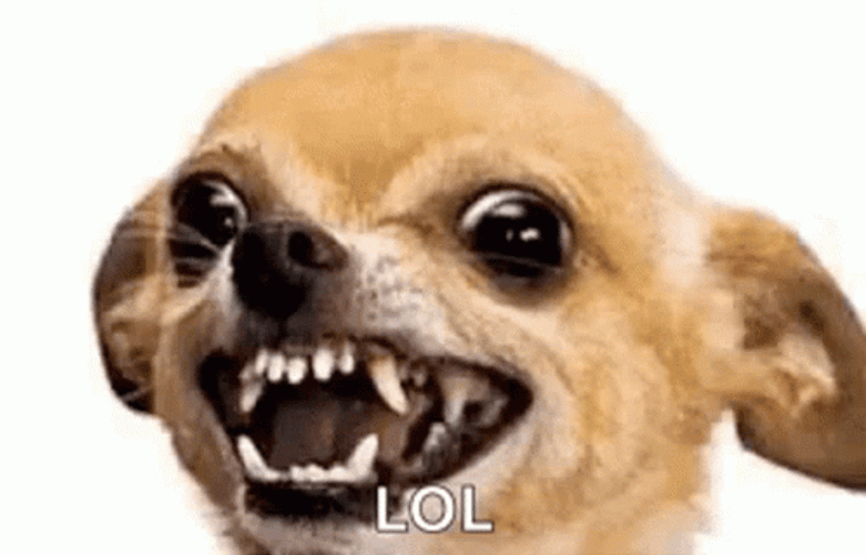 Chihuahua Angry Lol GIF