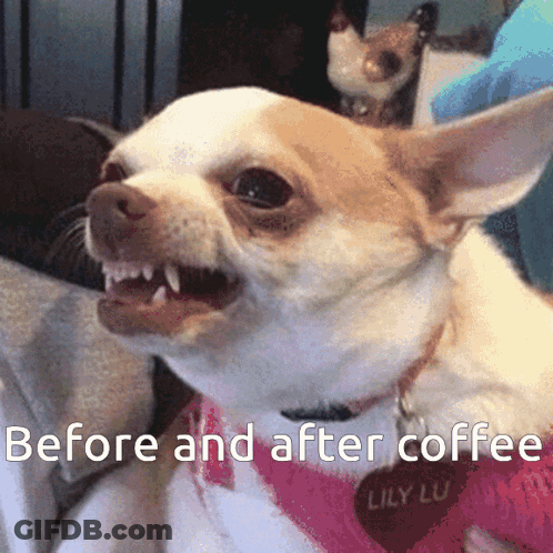 Chihuahua Before And After Coffee GIF