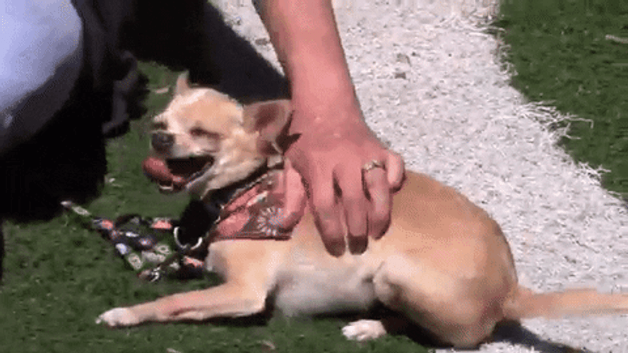 Chihuahua Belly Rubs GIF