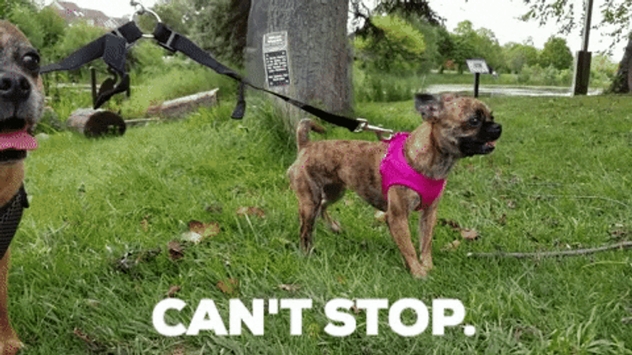 Chihuahua Can't Stop GIF