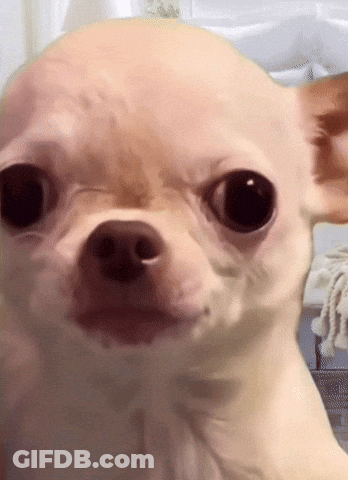 Chihuahua Close Up Looking At Camera GIF
