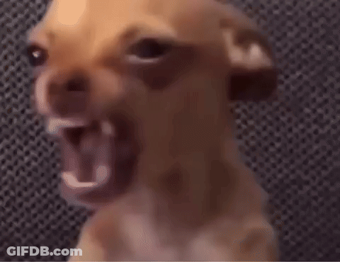 Chihuahua Close Up Making Funny Face GIF