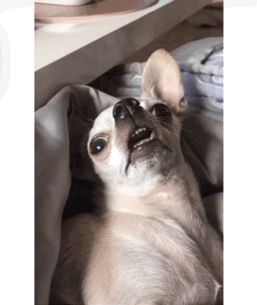 Chihuahua Confused Dog GIF