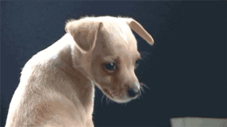 Chihuahua Cute Look Back GIF