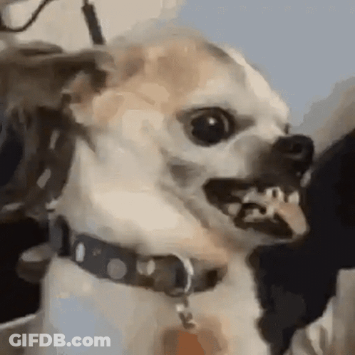 Chihuahua Dog Making Funny Face GIF