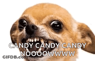 Chihuahua Dog Making Funny Face Saying Candy Candy Candy Nooooowww GIF