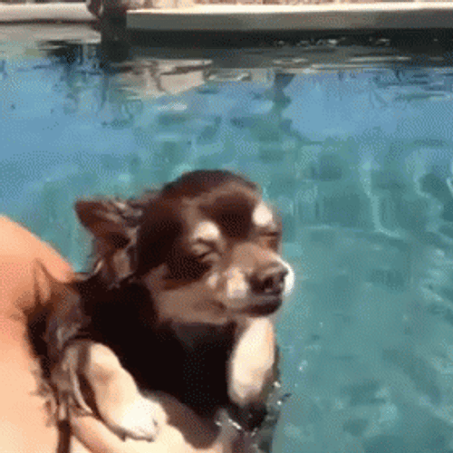 Chihuahua Dogpool Swimming GIF
