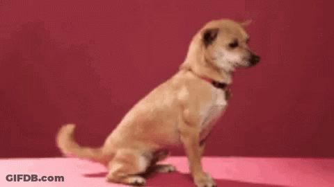 Chihuahua Face On Pink Background GIF