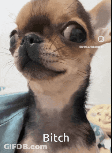 Chihuahua Face With Bitch Below GIF