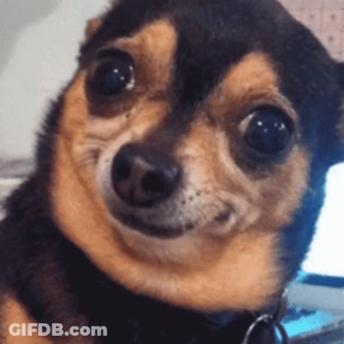 Chihuahua Face With Key Chain Around Neck GIF