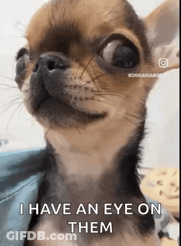 Chihuahua I Have An Eye On Them GIF