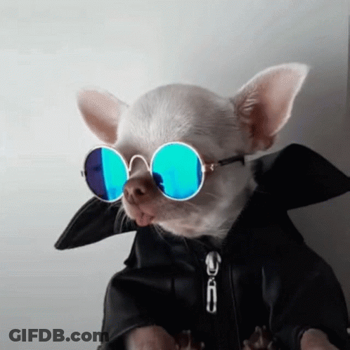 Chihuahua In Black Jacket And Sunglasses GIF