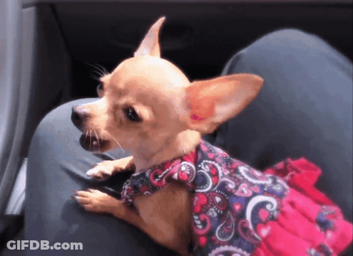 Chihuahua In Pink And Purple Paisley Dress GIF