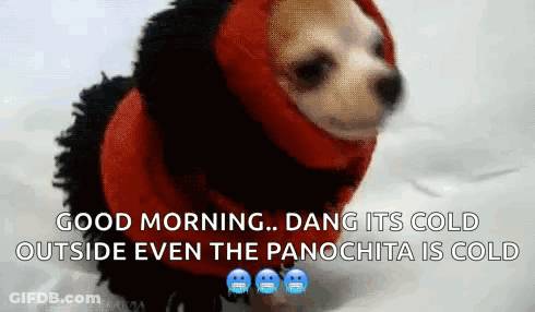 Chihuahua In Red And Black Sweater Saying Good Morning Dang Its Cold Outside Even The Panochita Is Co GIF