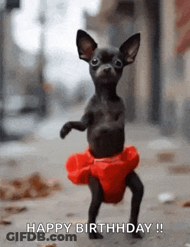 Chihuahua In Red Tutu Saying Happy Birthday GIF