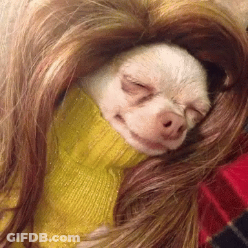 Chihuahua In Yellow Sweater And Wig GIF