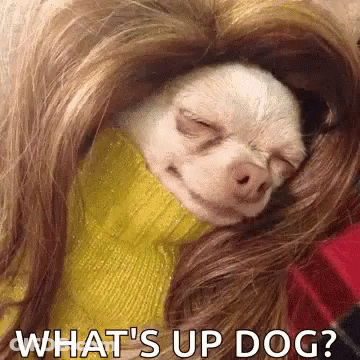 Chihuahua In Yellow Sweater Sleeping On Woman's Shoulder GIF