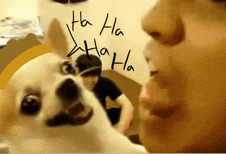 Chihuahua Laughing Attack GIF