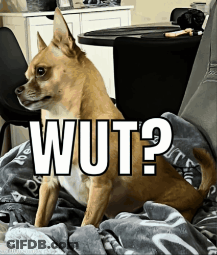 Chihuahua Laying On Blanket Saying Wut GIF