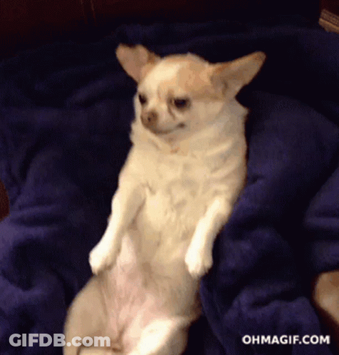 Chihuahua Laying On Blue Blanket Ohmagif GIF
