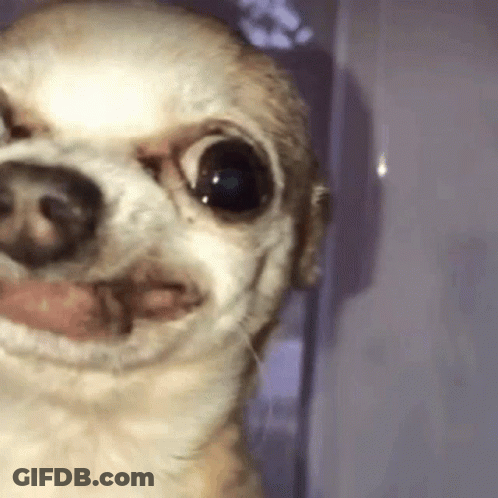 Chihuahua Making Funny Face At Camera GIF