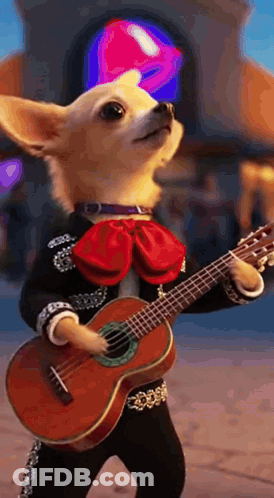 Chihuahua Mariachi Playing Guitar GIF