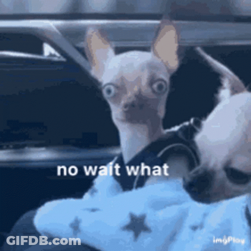 Chihuahua No Wait What Meme GIF