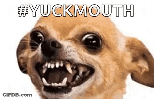 Chihuahua Open Mouth Yuckmouth GIF