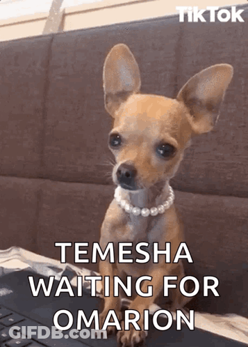 Chihuahua Pearl Necklace Laptop Saying Temesha Waiting For Omarion GIF