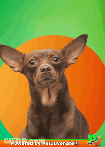 Chihuahua Powered By Petjuvenate GIF
