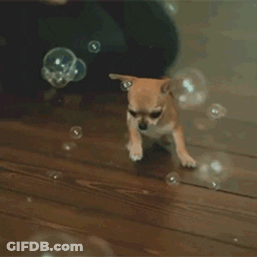 Chihuahua Running Over Bubble GIF