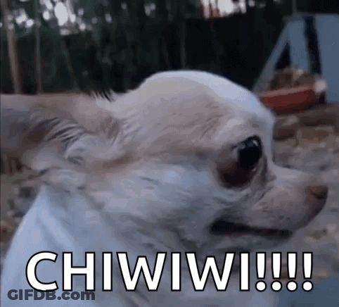 Chihuahua Saying Chiwiwi GIF