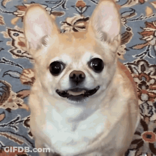 Chihuahua Scared Dog Frowning GIF