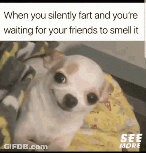 Chihuahua Silently Farting GIF