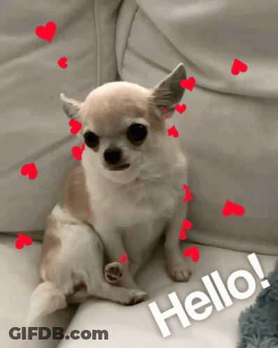 Chihuahua Sitting On Couch With Hearts Saying Hello GIF