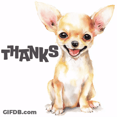 Chihuahua Sitting Tongue Out Thanks GIF