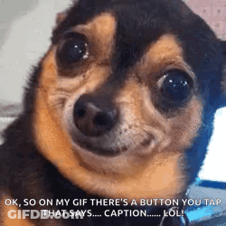 Chihuahua Smiling And Making Funny Face GIF
