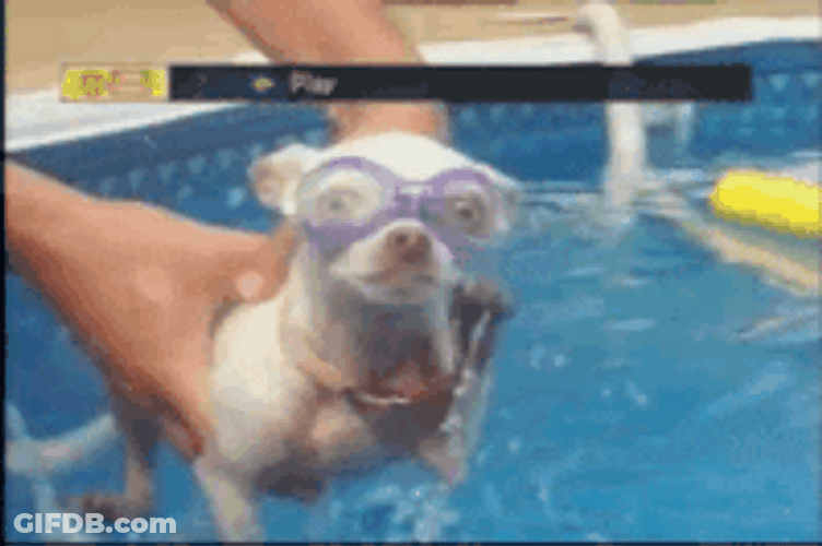 Chihuahua Swimming In Pool GIF