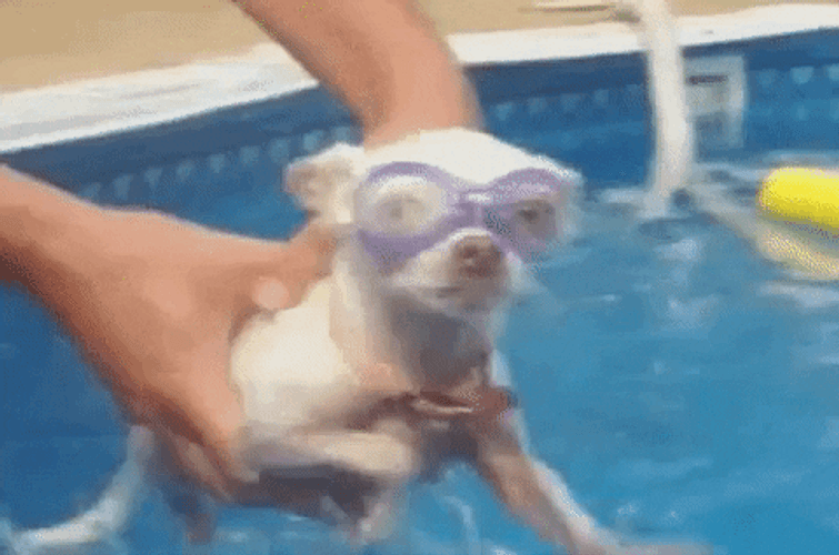 Chihuahua Swimming With Goggles GIF