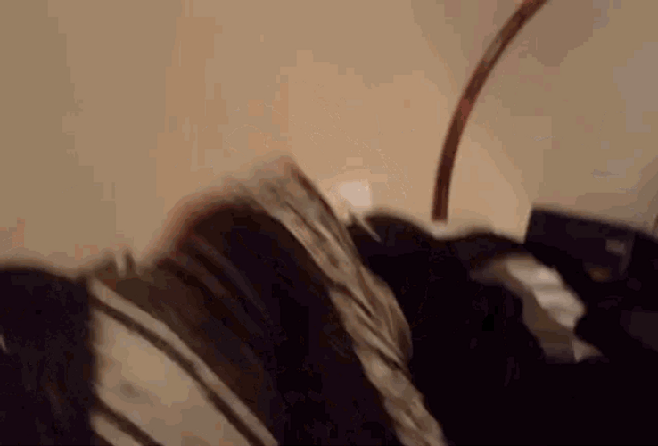 Chihuahua Wait What GIF