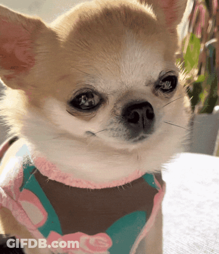 Chihuahua Wearing Ice Bandana GIF