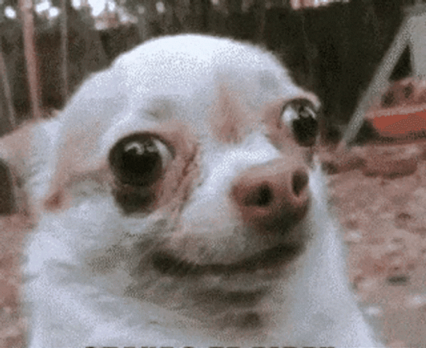 Chihuahua Weird Face Funny Animal GIF