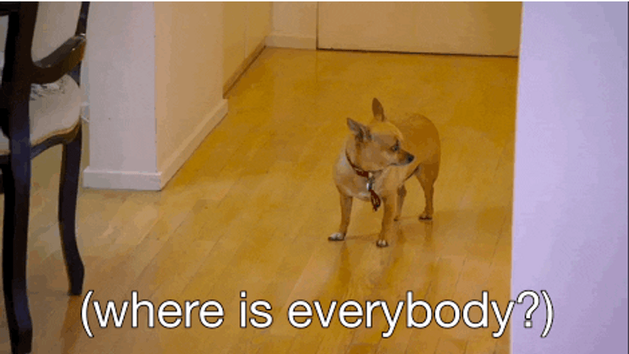 Chihuahua Where Is Everybody GIF