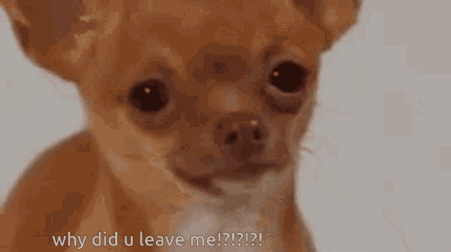 Chihuahua Why You Leave GIF