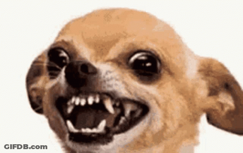 Chihuahua With Mouth Open And Sharp Teeth GIF